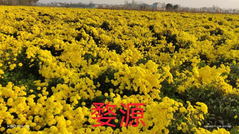 黄山贡菊苗陶菊苗金丝皇菊苗七月菊苗婺源皇菊苗老根苗插迁苗