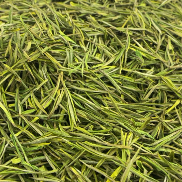 安吉白茶安吉高山白茶