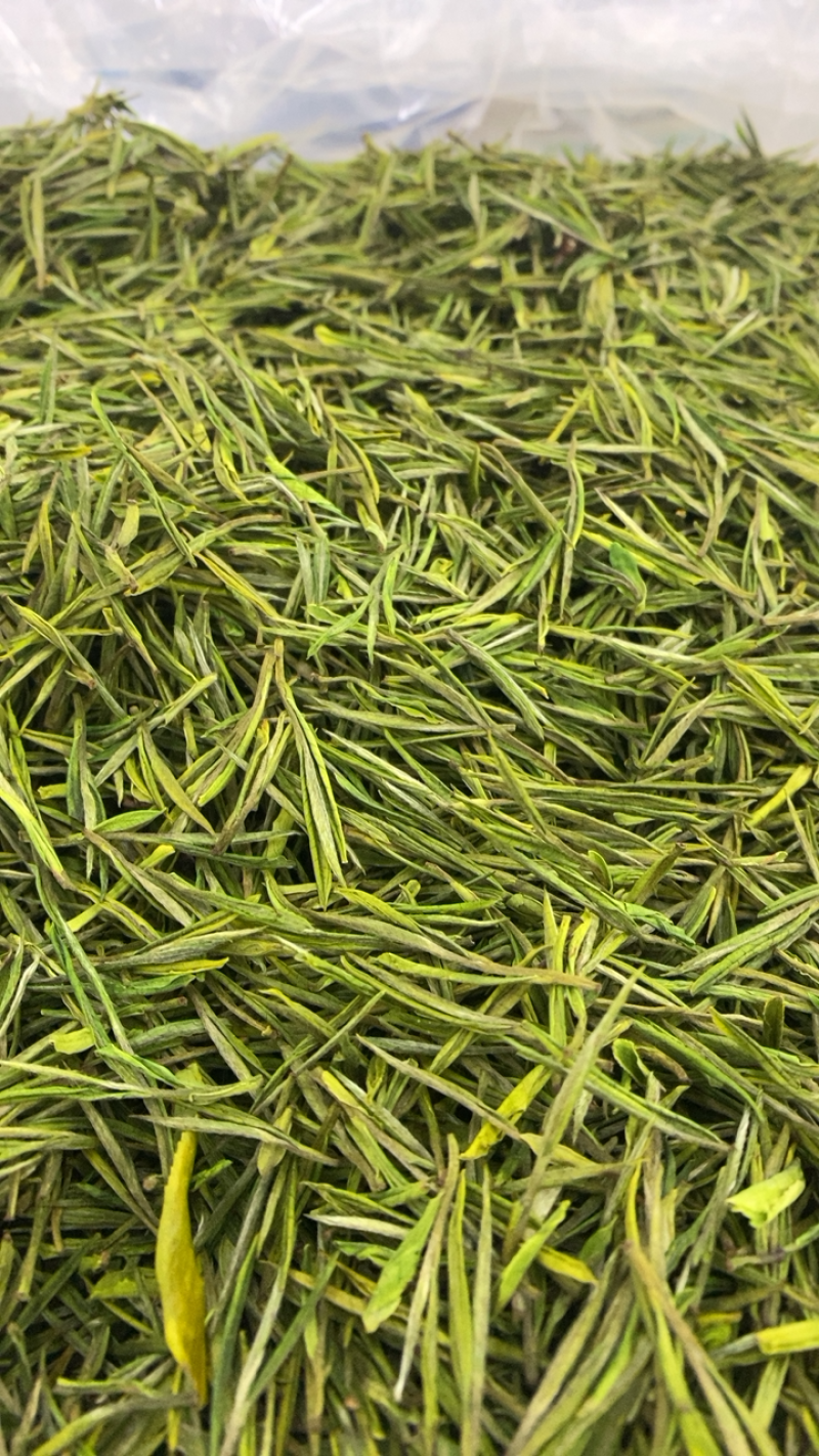 安吉白茶安吉高山白茶