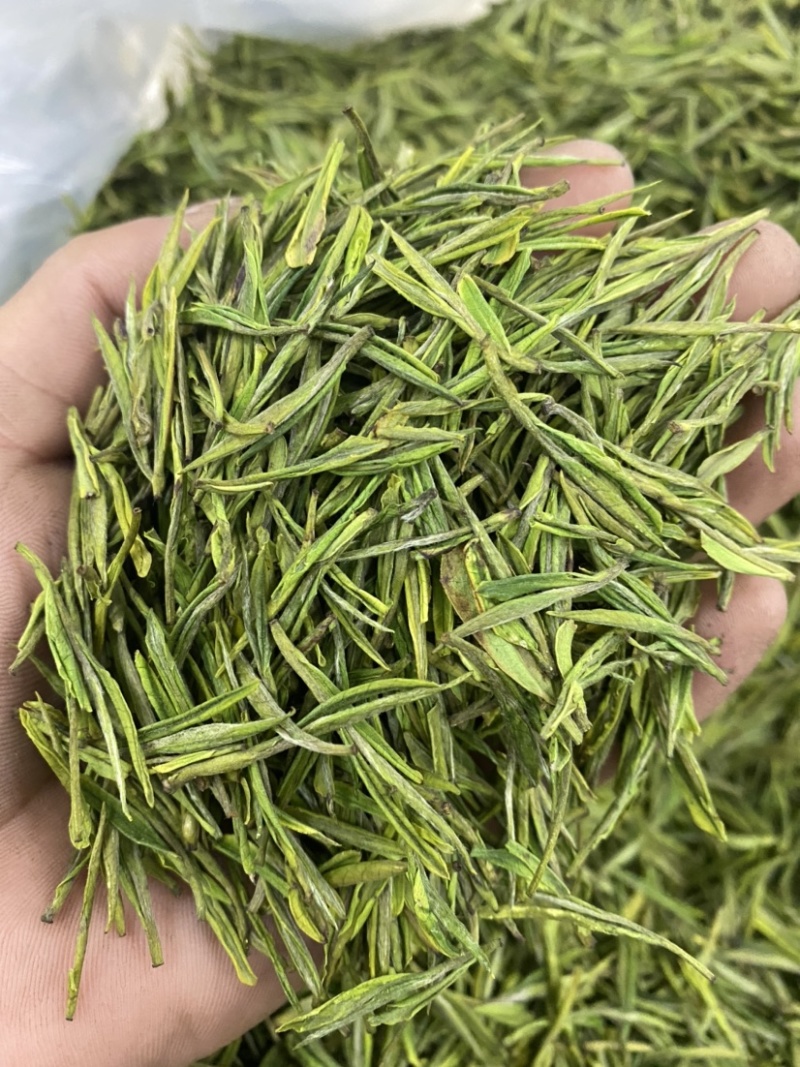 安吉白茶安吉高山白茶