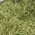 安吉白茶安吉高山白茶