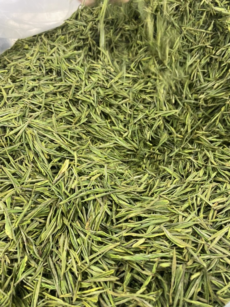 安吉白茶安吉高山白茶
