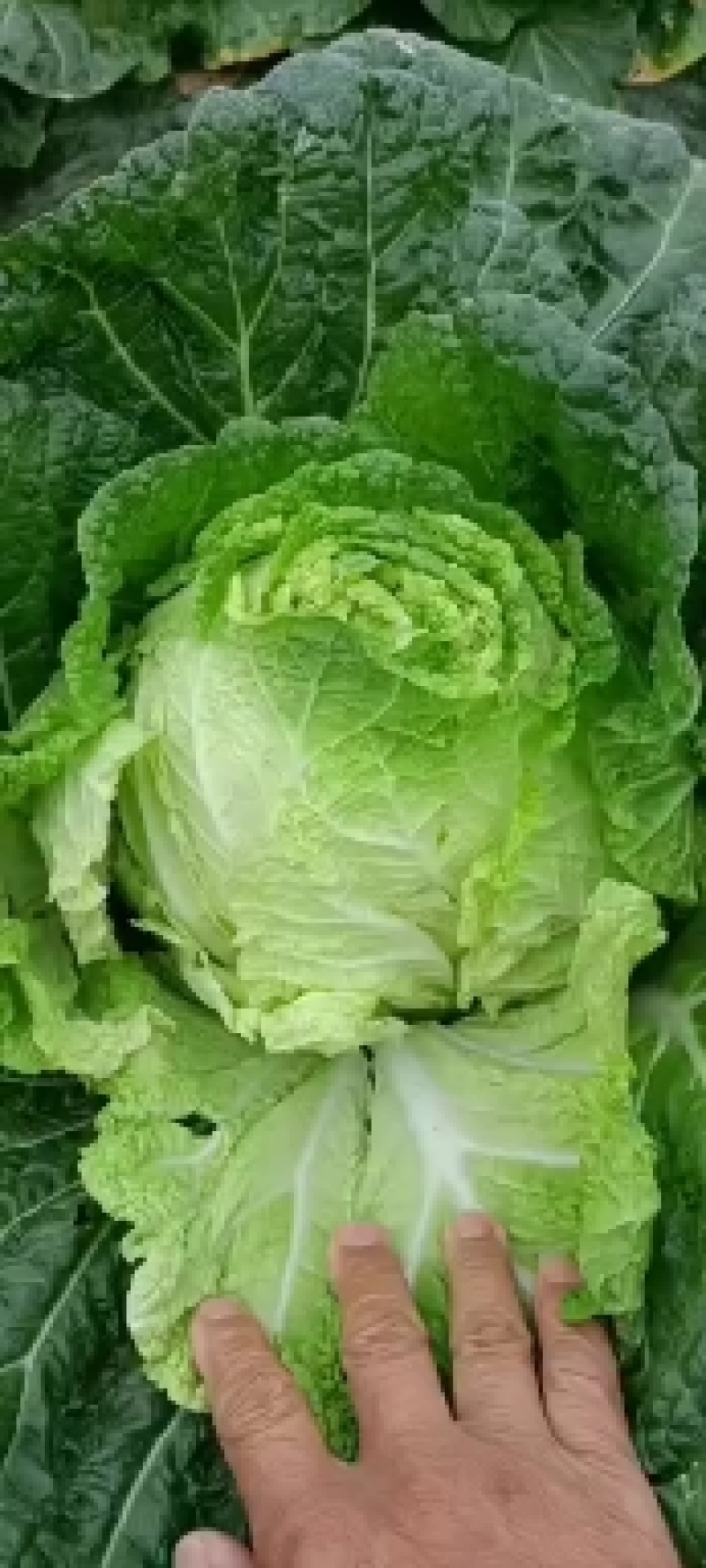 福建白菜黄心大白菜泡菜大量上市中货源充足产地供应一手货源