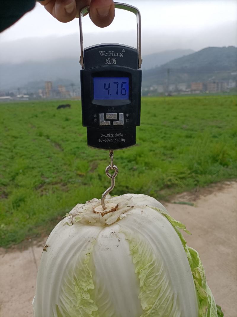 福建白菜黄心大白菜泡菜大量上市中货源充足产地供应一手货源