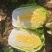 福建白菜黄心大白菜泡菜大量上市中货源充足产地供应一手货源