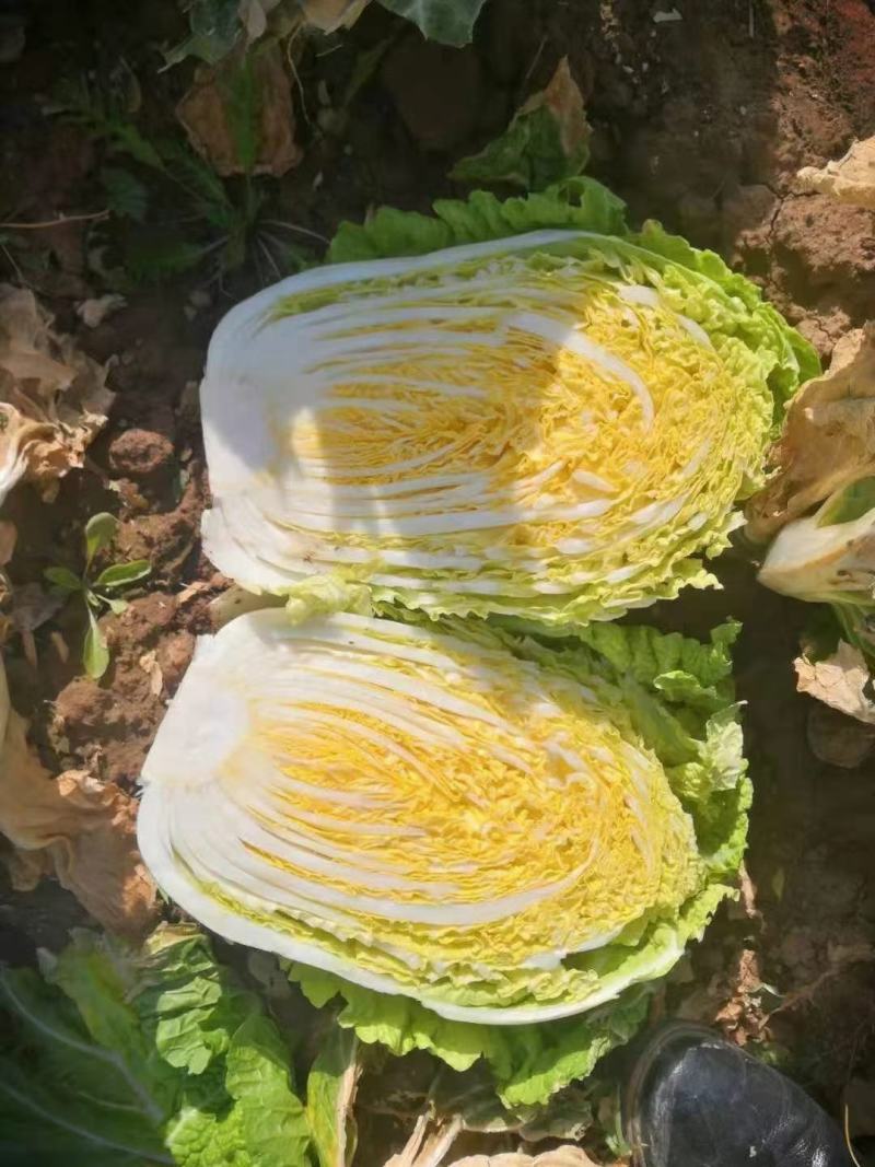 福建白菜黄心大白菜泡菜大量上市中货源充足产地供应一手货源
