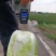 福建白菜黄心大白菜泡菜大量上市中货源充足产地供应一手货源