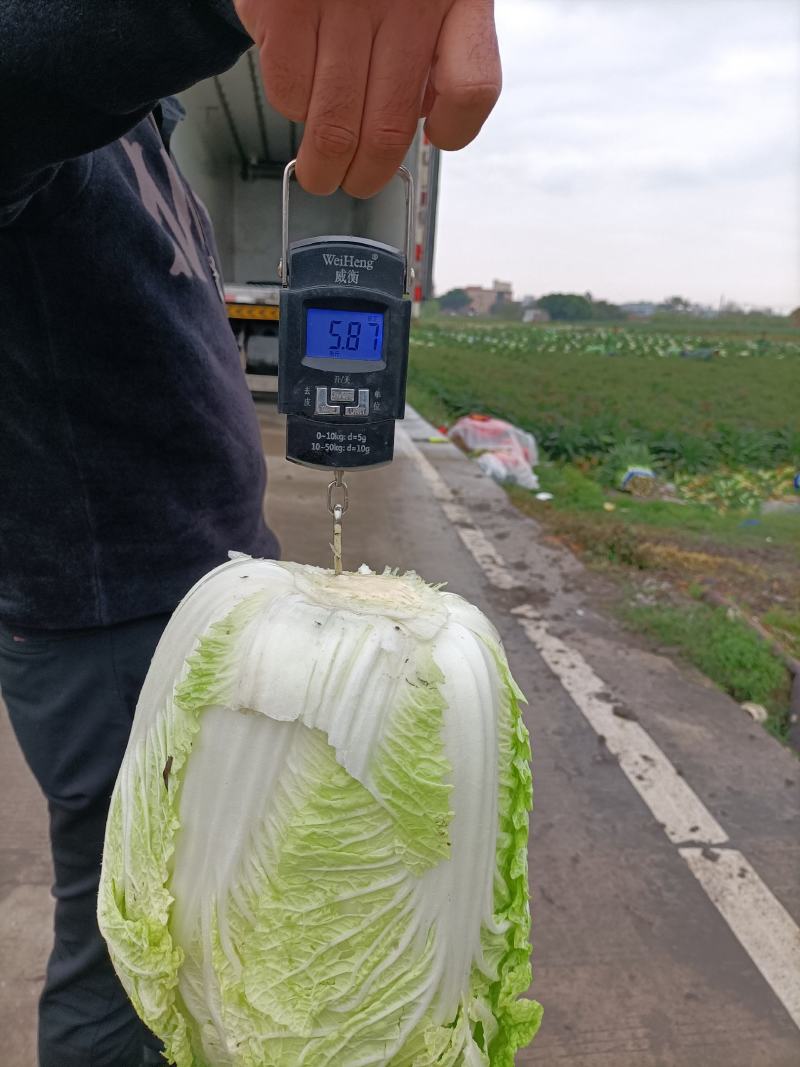 福建白菜黄心大白菜泡菜大量上市中货源充足产地供应一手货源
