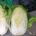 福建白菜黄心大白菜泡菜大量上市中货源充足产地供应一手货源