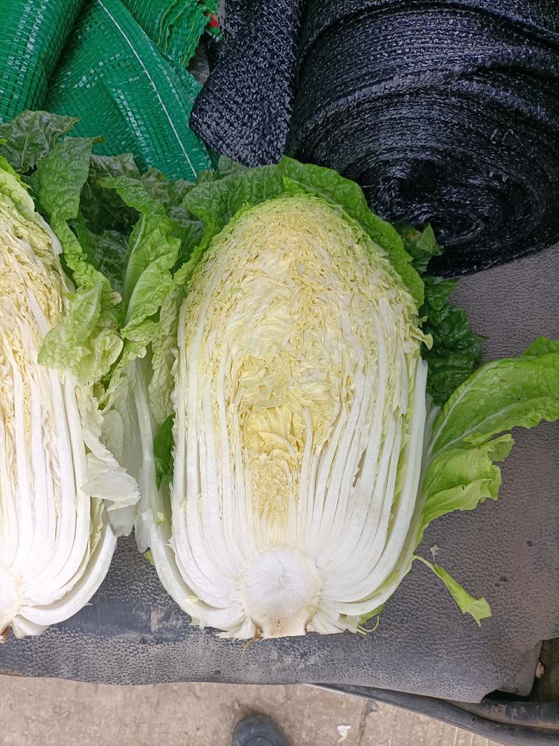 福建白菜黄心大白菜泡菜大量上市中货源充足产地供应一手货源