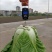 福建白菜黄心大白菜泡菜大量上市中货源充足产地供应一手货源