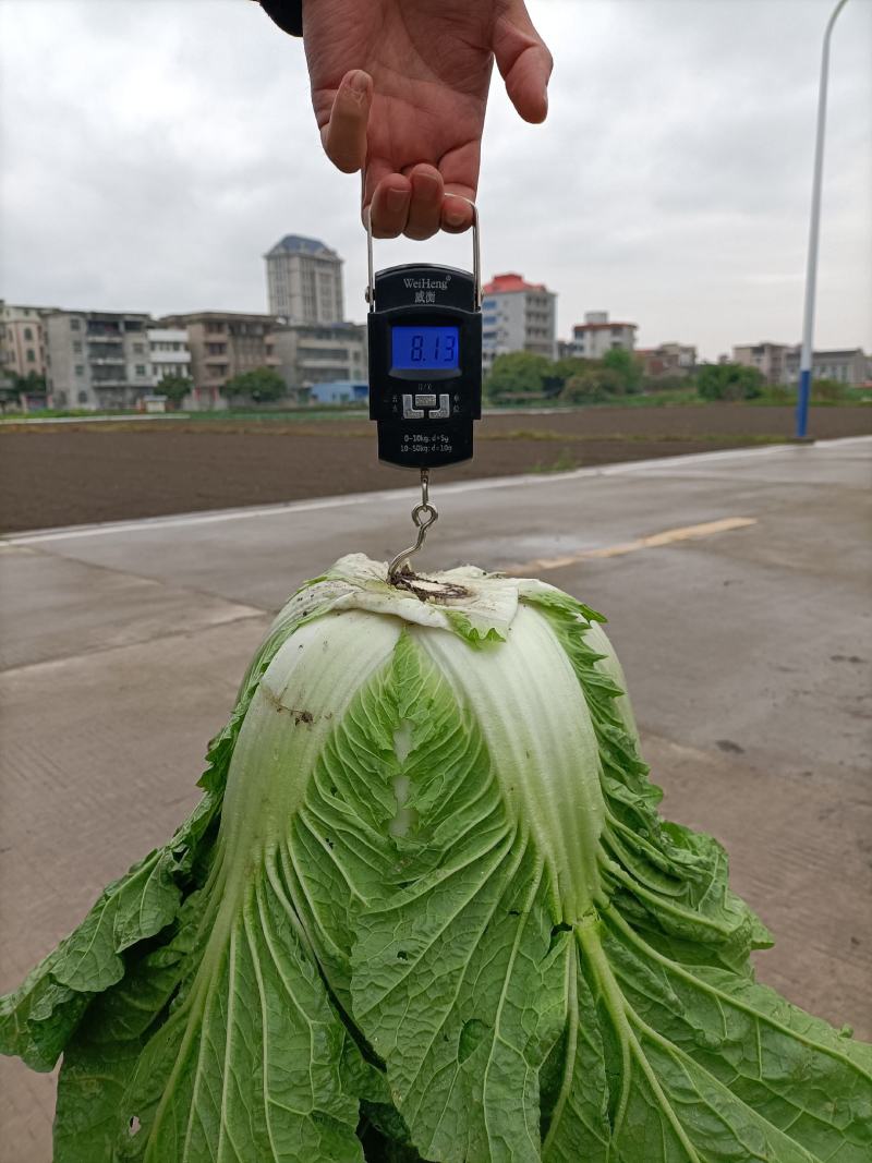 福建白菜黄心大白菜泡菜大量上市中货源充足产地供应一手货源