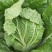 福建白菜黄心大白菜泡菜大量上市中货源充足产地供应一手货源