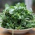 【热销】野菜蔬菜马齿览麻绳菜大量上市产地一手货源