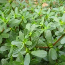 【热销】野菜蔬菜马齿览麻绳菜大量上市产地一手货源