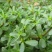 【热销】野菜蔬菜马齿览麻绳菜大量上市产地一手货源