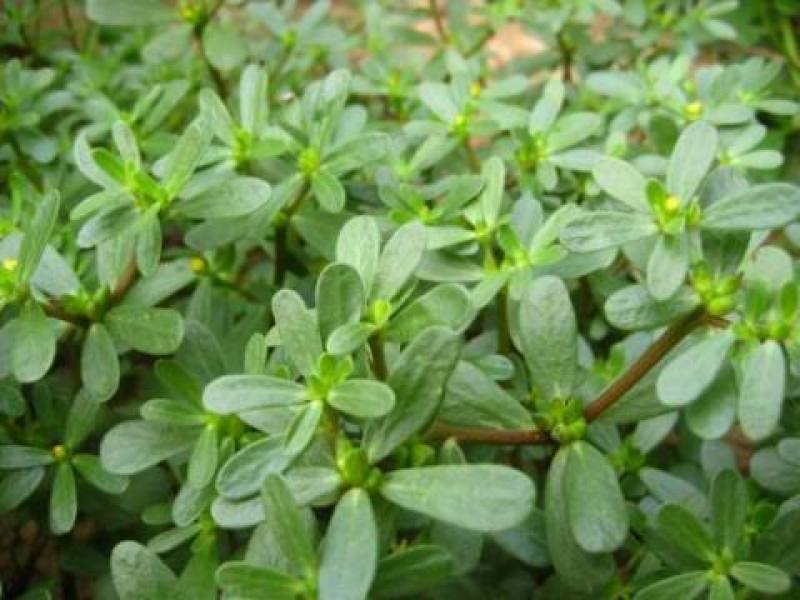 【热销】野菜蔬菜马齿览麻绳菜大量上市产地一手货源