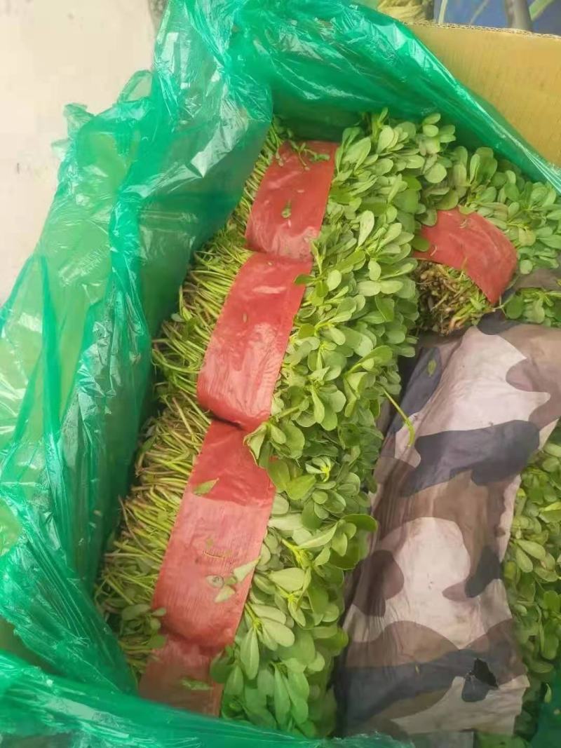 【热销】野菜蔬菜马齿览麻绳菜大量上市产地一手货源