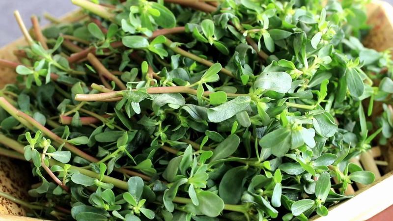 【热销】野菜蔬菜马齿览麻绳菜大量上市产地一手货源