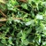 【热销】野菜蔬菜马齿览麻绳菜大量上市产地一手货源