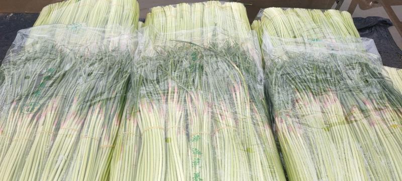 精品蒜苔常年供货保证质量新鲜蒜薹产地直发