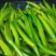 【黄花菜】新鲜黄花菜大量上市产地直供一手货源