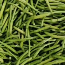 【黄花菜】新鲜黄花菜大量上市产地直供一手货源