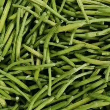 【黄花菜】新鲜黄花菜大量上市产地直供一手货源