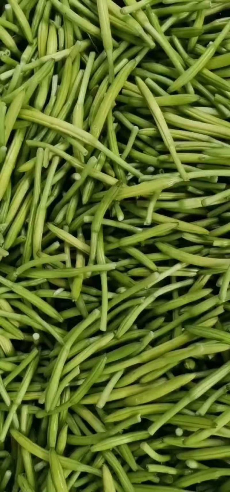 【黄花菜】新鲜黄花菜大量上市产地直供一手货源