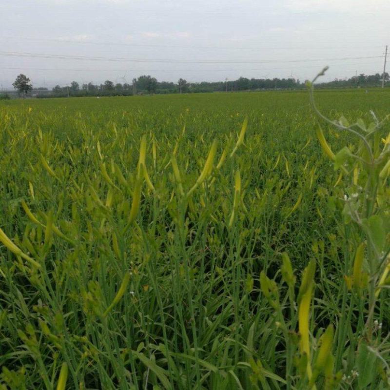 【黄花菜】新鲜黄花菜大量上市产地直供一手货源