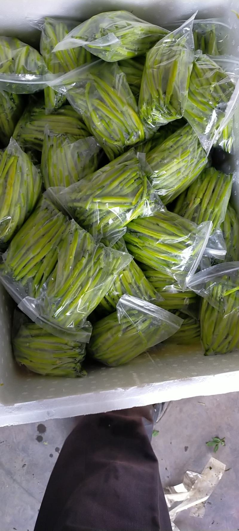 【黄花菜】新鲜黄花菜大量上市产地直供一手货源
