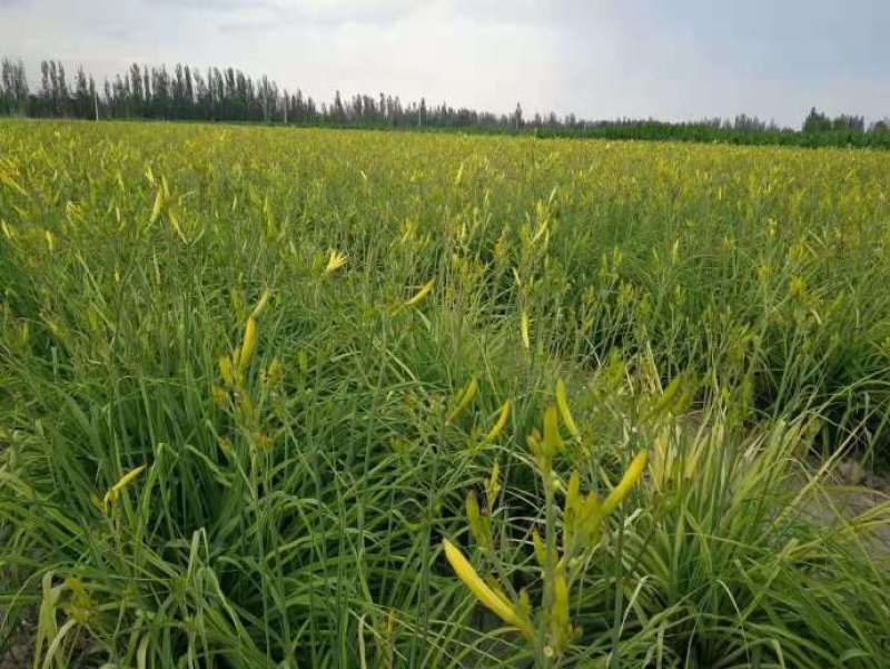 【黄花菜】新鲜黄花菜大量上市产地直供一手货源