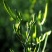 【黄花菜】新鲜黄花菜大量上市产地直供一手货源