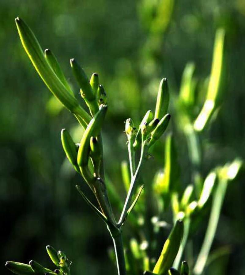 【黄花菜】新鲜黄花菜大量上市产地直供一手货源