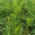 【黄花菜】新鲜黄花菜大量上市产地直供一手货源