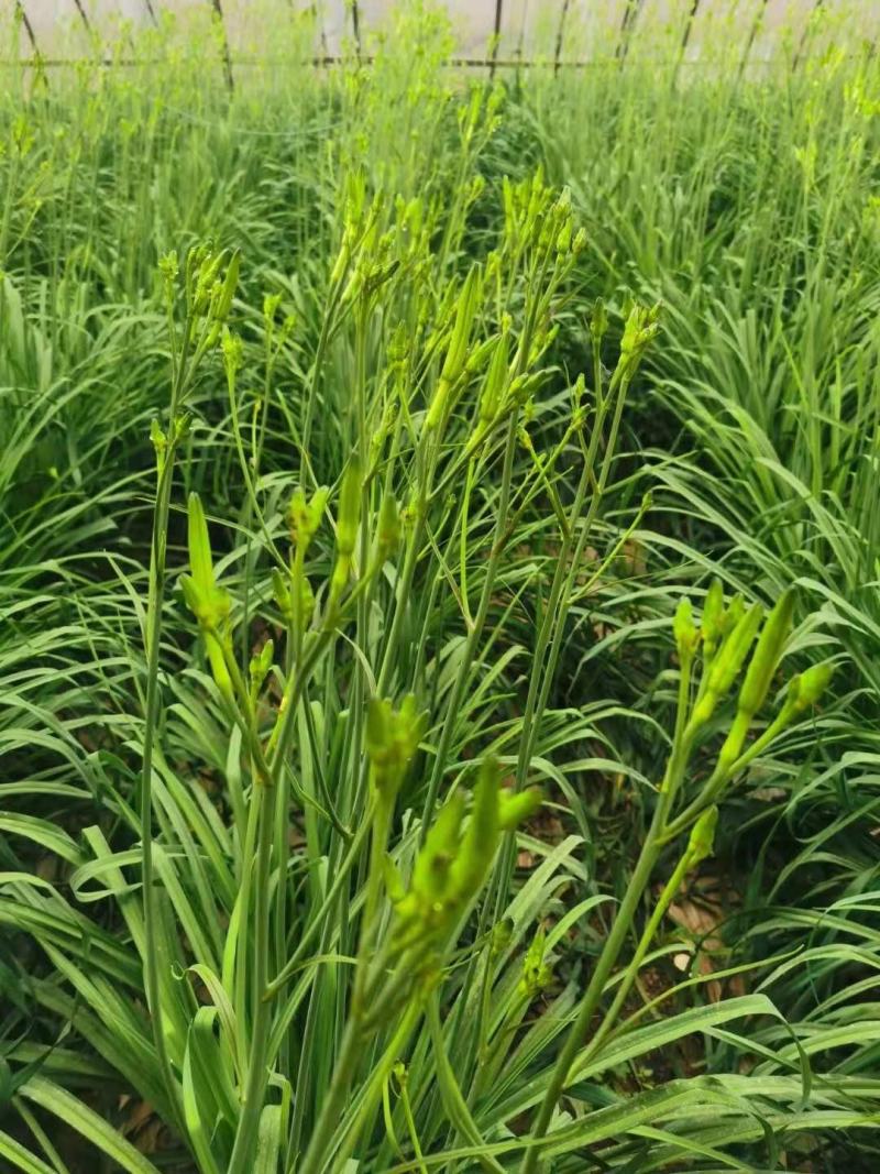 【黄花菜】新鲜黄花菜大量上市产地直供一手货源
