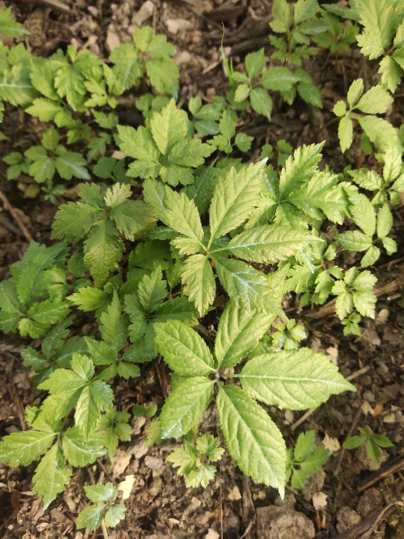 竹节参苗，白三七苗，喜欢的联系