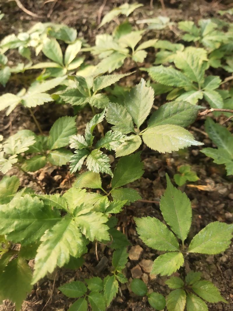 竹节参苗，白三七苗，喜欢的联系