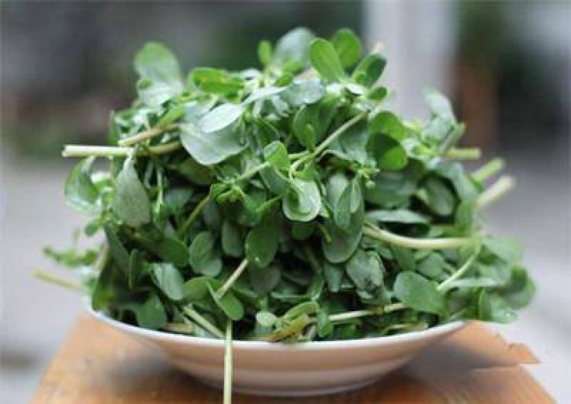 【热销】野菜蔬菜马齿览麻绳菜大量上市产地一手货源