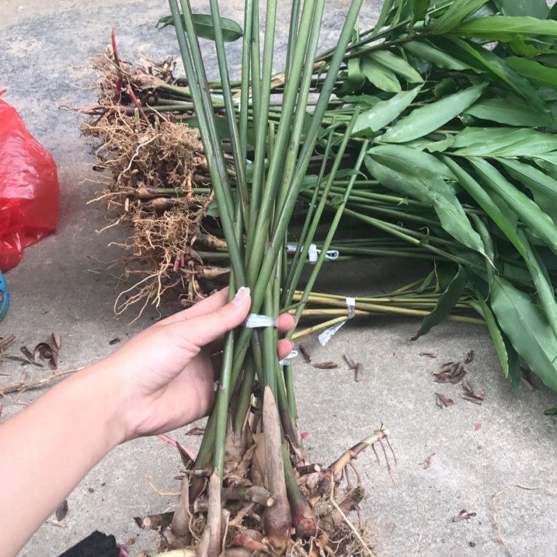 出售正宗阳春市春砂仁苗产地直销量大从优种苗优质产品货真价