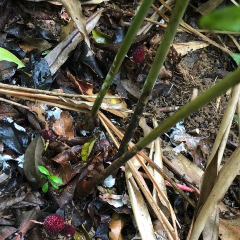 出售正宗阳春市春砂仁苗产地直销量大从优种苗优质产品货真价