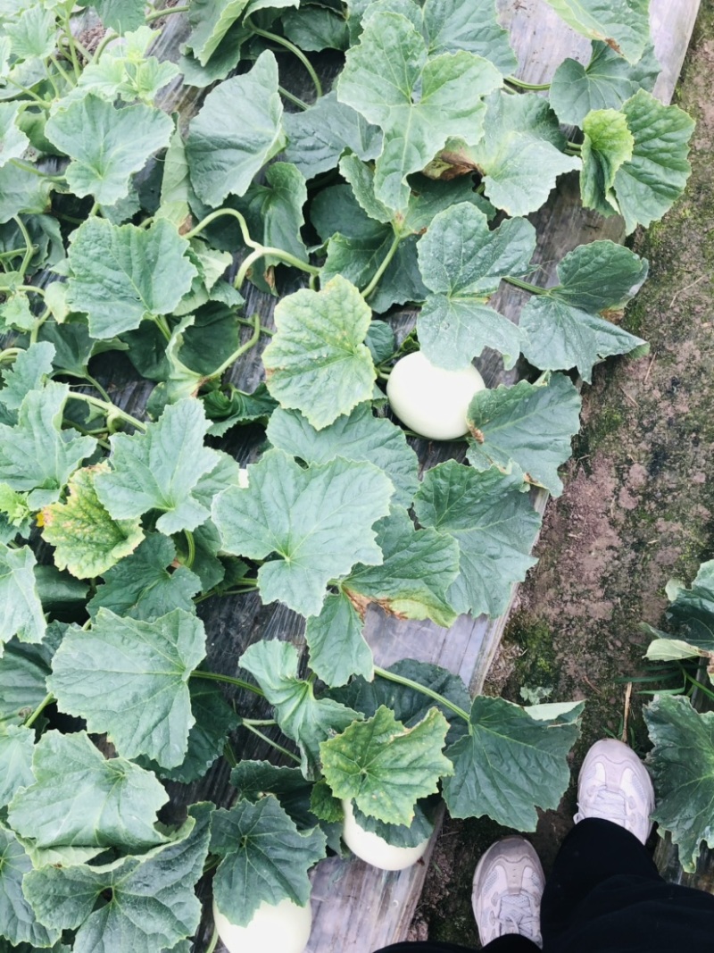 南汇头茬玉菇欢迎上门看瓜量大可面议