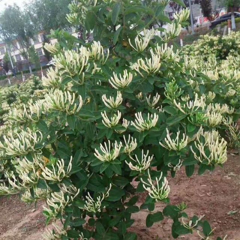 金银花苗盆栽地栽产量高适应性强包成活包邮