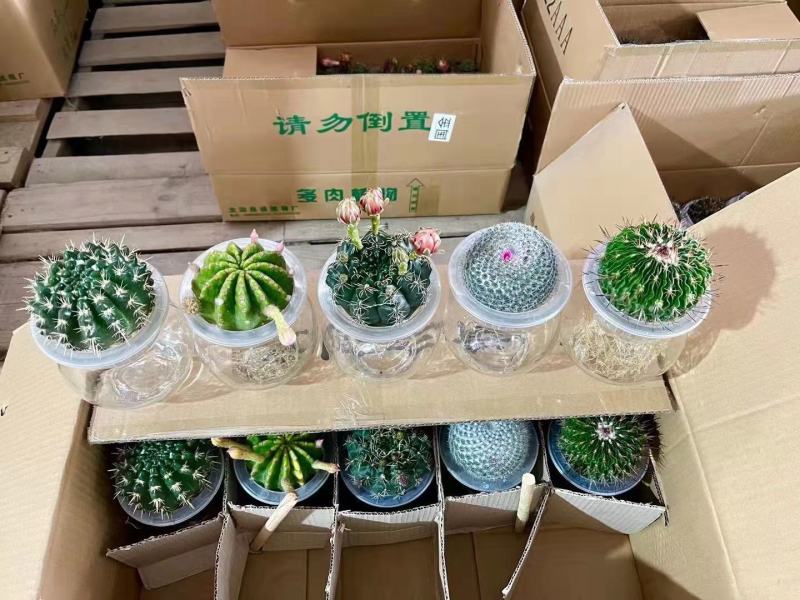水培仙人球室内盆栽防辐射