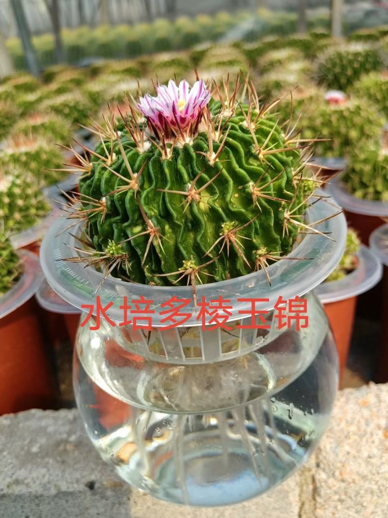 水培仙人球室内盆栽防辐射