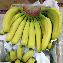 【精选热销】香蕉大量供应各大批发商微商电商