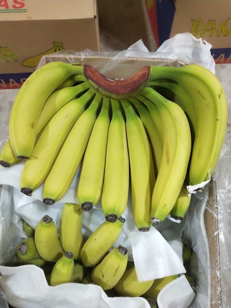 【精选热销】香蕉大量供应各大批发商微商电商