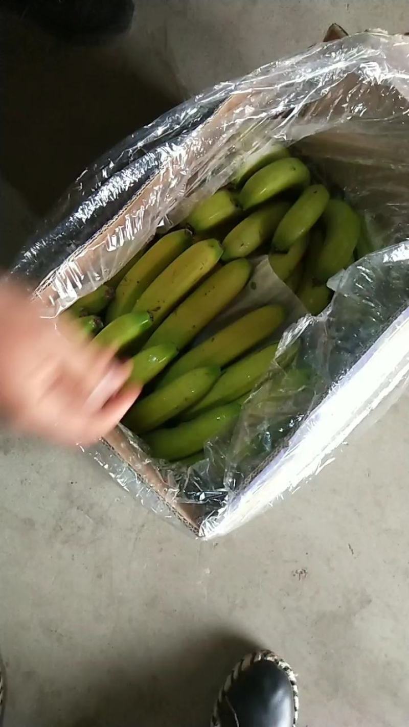 【精选热销】香蕉大量供应各大批发商微商电商