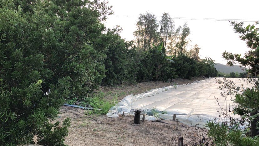 自然生长状态下的野生罗汉松树林