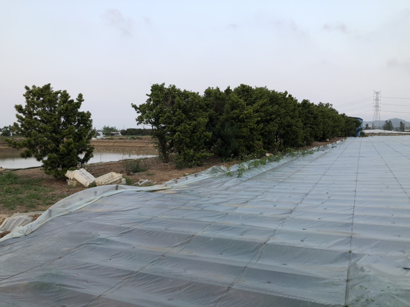 罗汉松冬季保温措施示意图,展示地膜覆盖与保温棚搭建方式 罗汉松冬季保温措施示意图